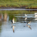 Black Skimmers & Egrets by dkellogg