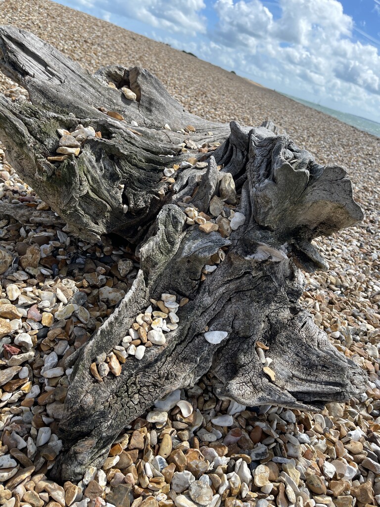 Nice piece of driftwood.  by bill_gk