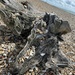 Nice piece of driftwood.  by bill_gk