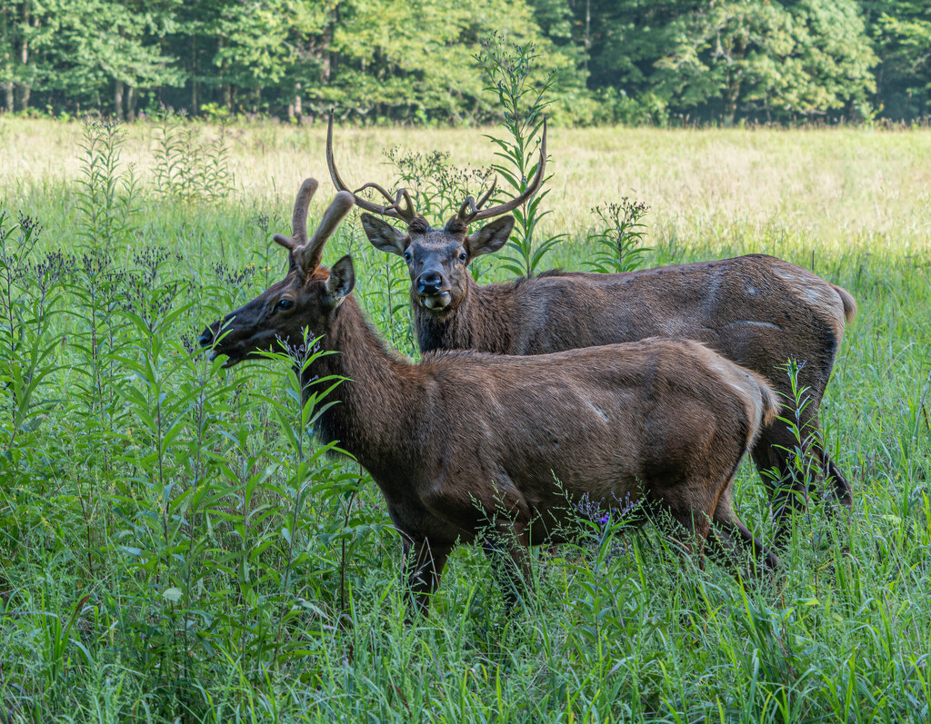 Two male elk by cdonohoue