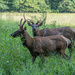 Two male elk by cdonohoue