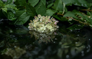 15th Aug 2023 - Reflections in a birdbath 