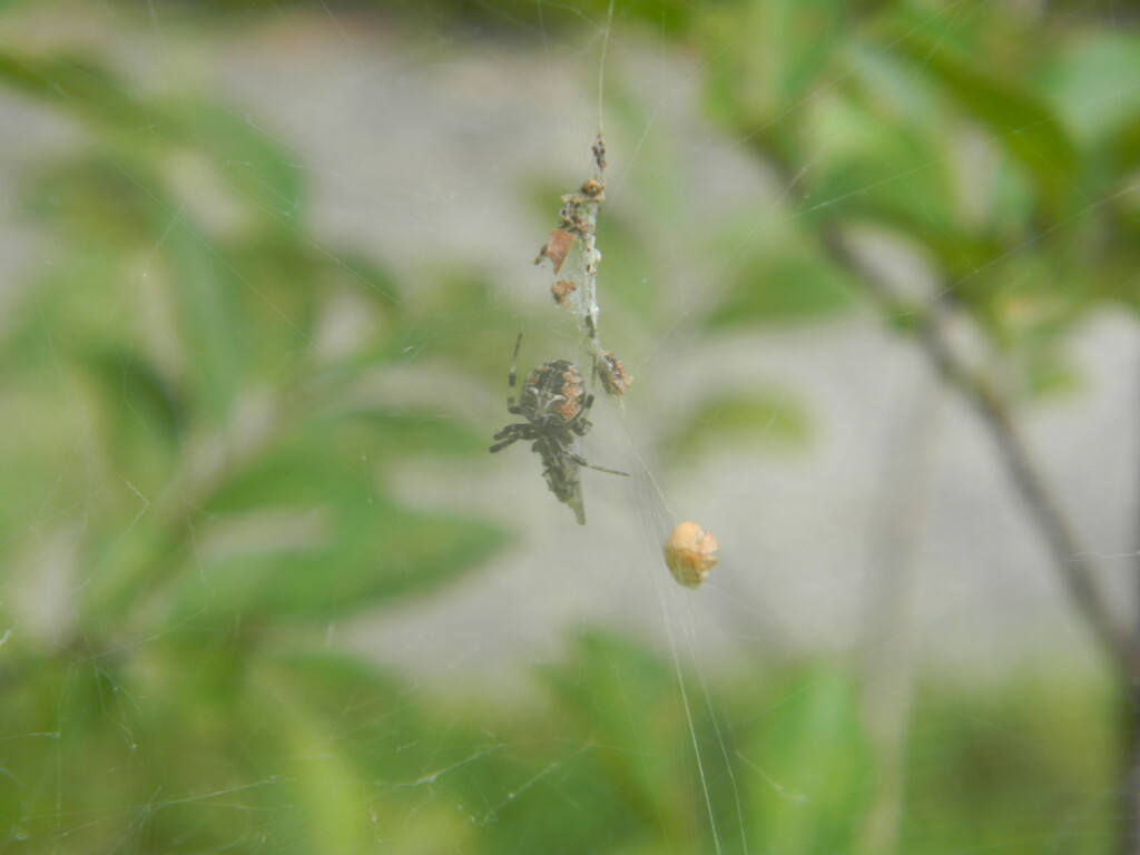 Spider in Web by sfeldphotos