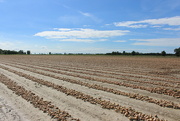 16th Aug 2023 - Harvesting the onions.