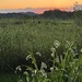 Weeds in the Sunset by calm