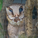 Owl by ianjb21