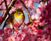 16th Aug 2023 - Wax Eye Amonst the Blossoms