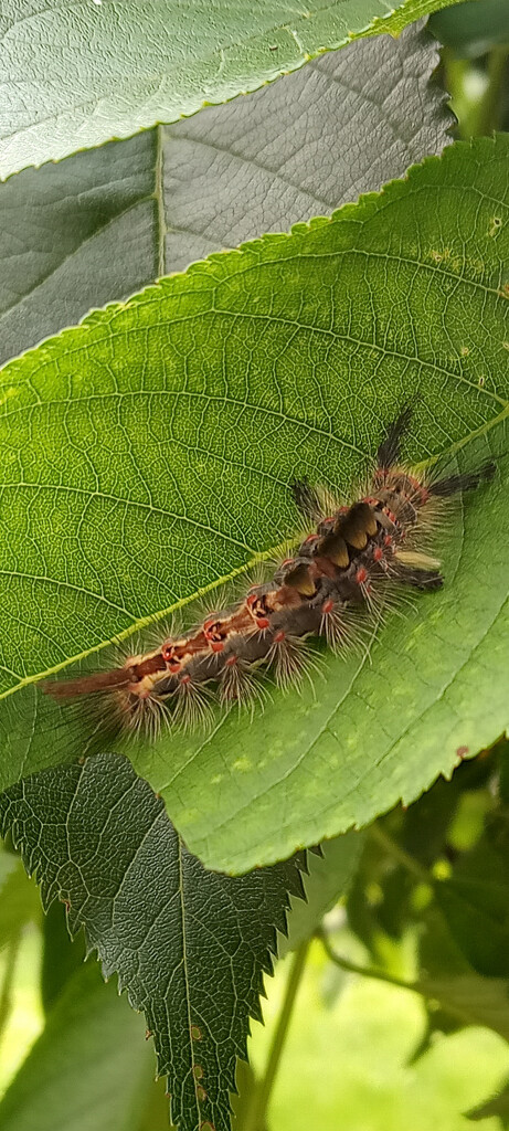 Rusty Tussock Moth caterpillar  by 365projectorgjoworboys