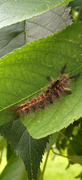 16th Aug 2023 - Rusty Tussock Moth caterpillar 