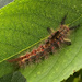 Rusty Tussock Moth caterpillar  by 365projectorgjoworboys