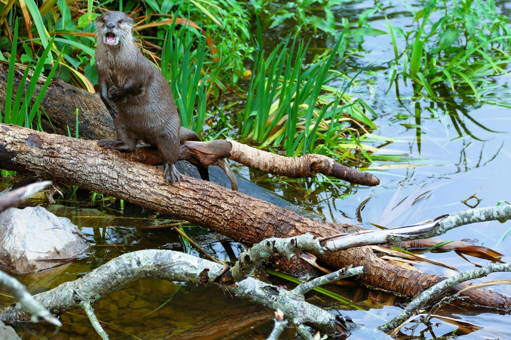 angry otter by cam365pix
