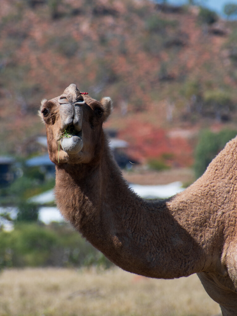Camel on Duchess Road by nannasgotitgoingon