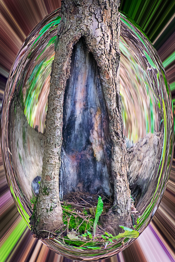 Hollow tree by 365projectorgchristine