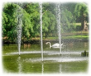 16th Aug 2023 - Swan Lake,Jephson Gardens,Royal Leamington Spa