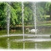Swan Lake,Jephson Gardens,Royal Leamington Spa by carolmw