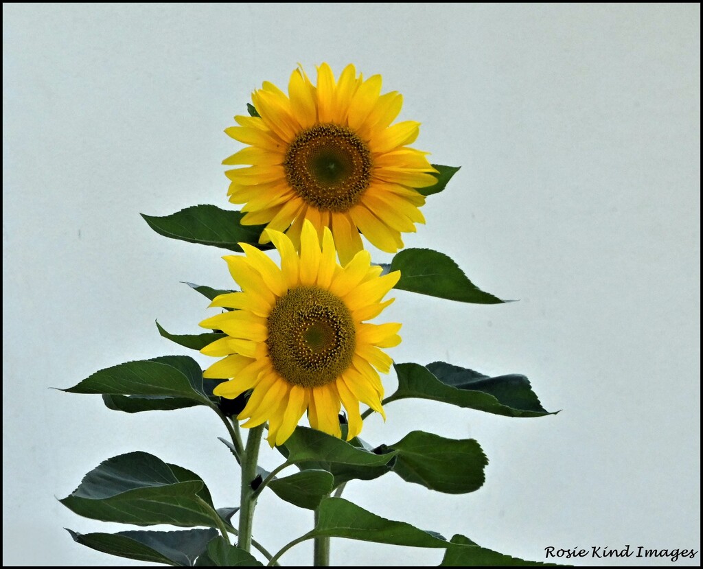 Sun flowers on a sunny day by rosiekind