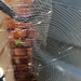 Sunlight on spider webs. 
