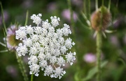 16th Aug 2023 - Queen Anne's Lace