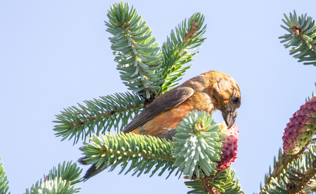 Crossbill by lifeat60degrees