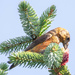 Crossbill by lifeat60degrees