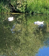16th Aug 2023 - Snoozing swans
