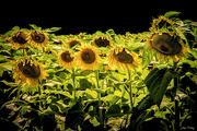 11th Aug 2023 - Sunflower Farm