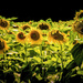 Sunflower Farm by skipt07