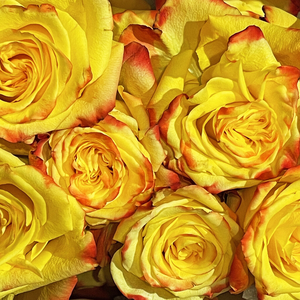 I ❤️ Yellow Roses by yogiw
