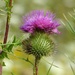 Scotch Thistle by sunnygreenwood