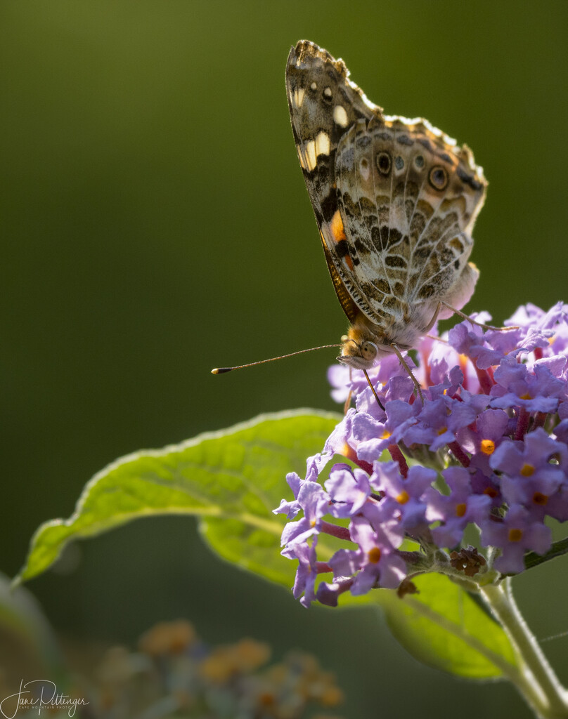 Painted Lady Sunning  by jgpittenger