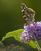 16th Aug 2023 - Painted Lady Sunning 