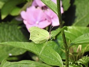 15th Aug 2023 - Brimstone