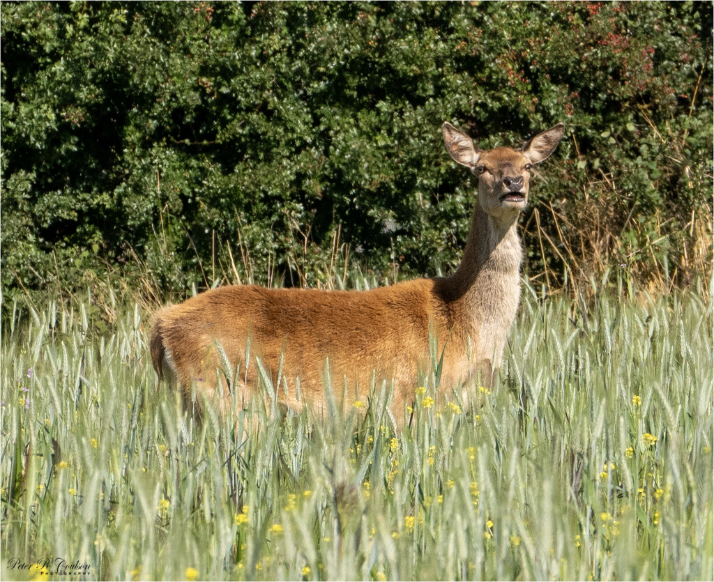 Roe Deer by pcoulson