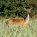 Roe Deer by pcoulson