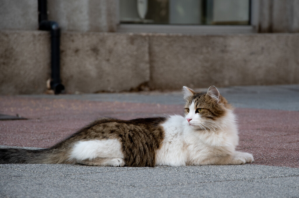 #192 - City cat by chronic_disaster