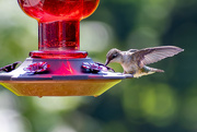 16th Aug 2023 - Mrs Hummingbird