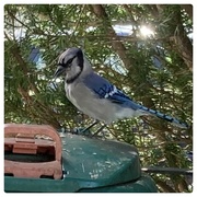 16th Aug 2023 - Blue Jay 