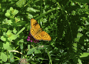 18th Jul 2023 - Fritillary