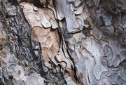 26th Jul 2023 - pine bark