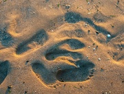 15th Aug 2023 - Footprints in the sand. 