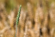 16th Aug 2023 - Wheat