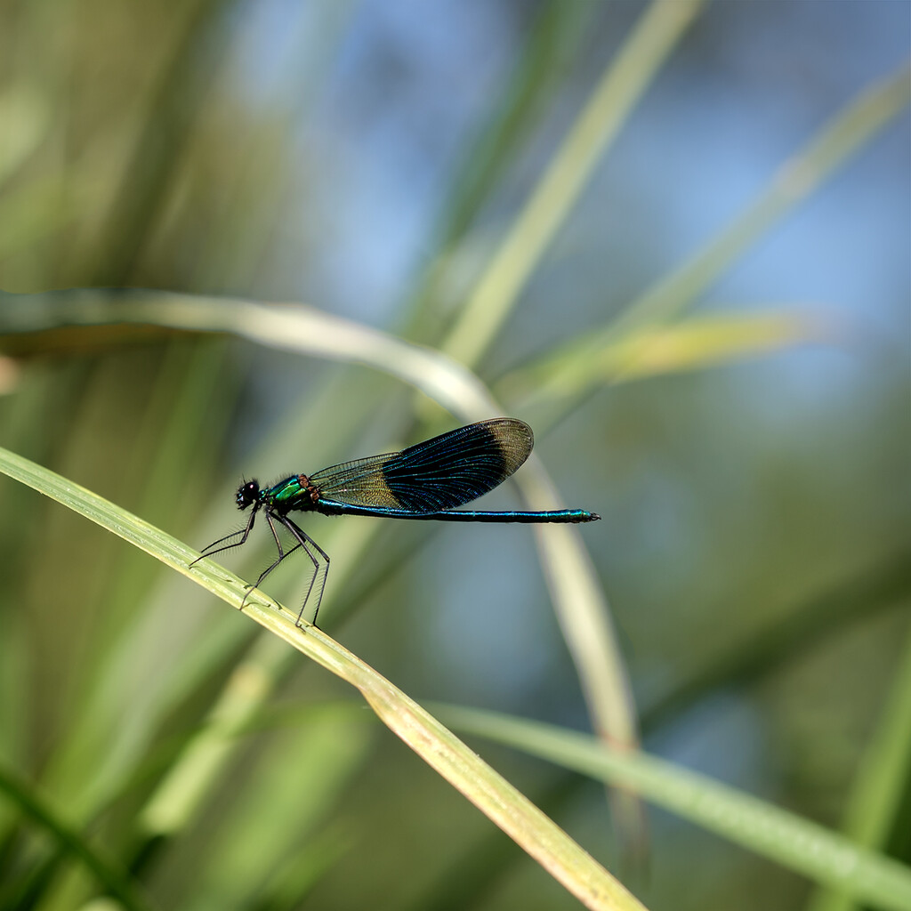  banded damoiselle by helenhall