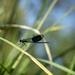  banded damoiselle by helenhall