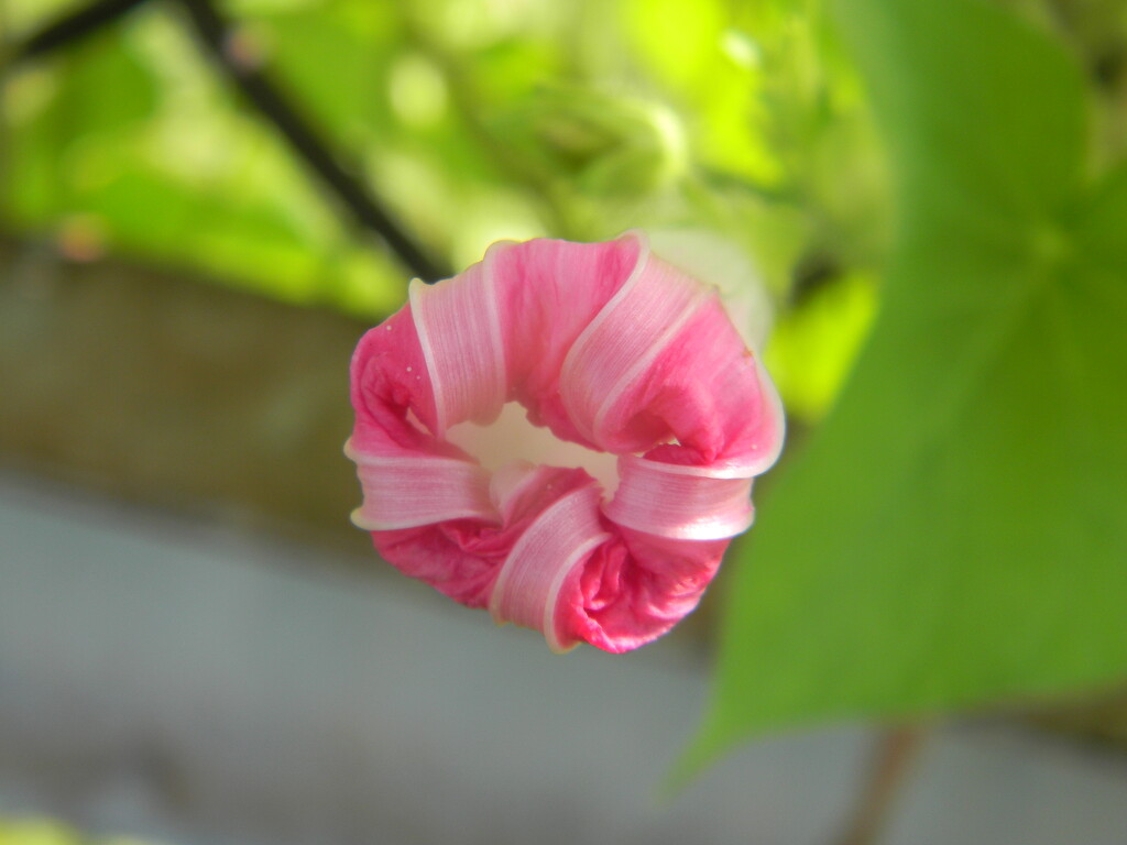Pink Morning Glory Flower  by sfeldphotos