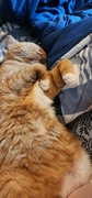 14th Aug 2023 - Much needed cat cuddles