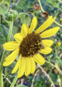 15th Aug 2023 - Sunflower 