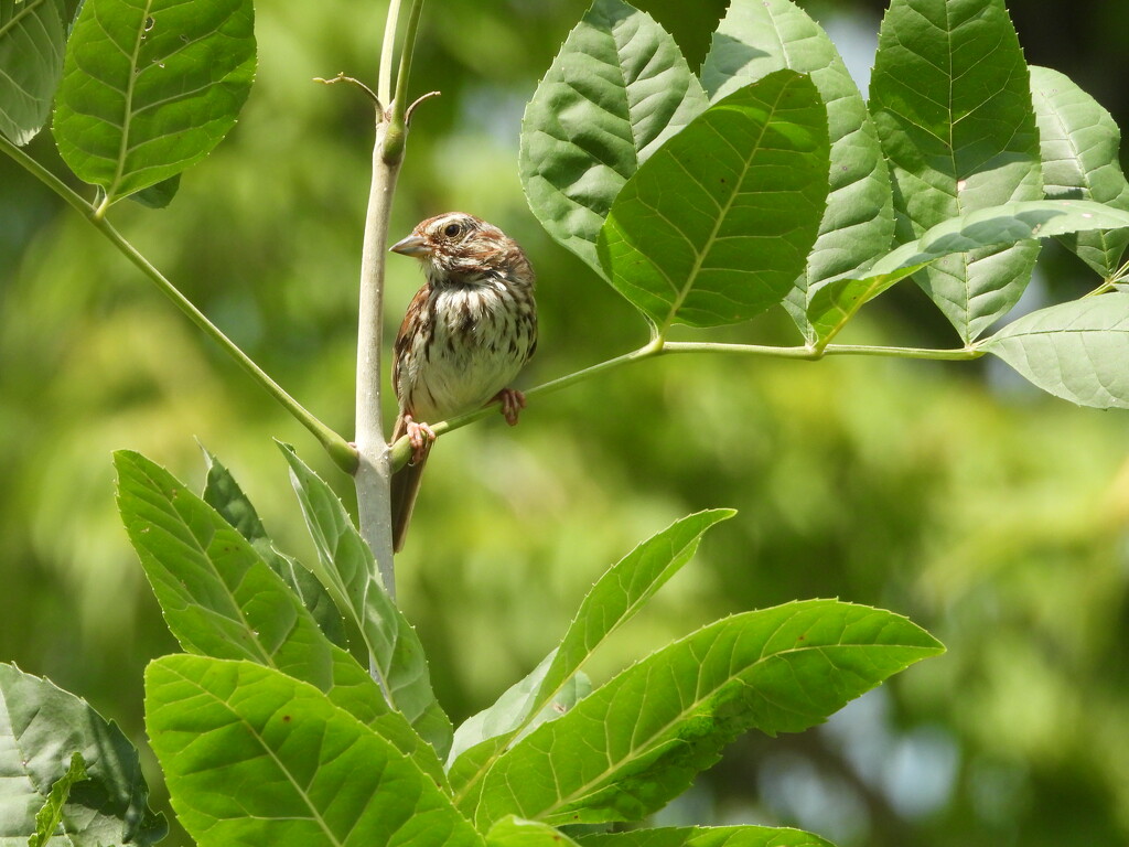 song sparrow by amyk