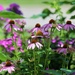 Our Coneflowers by lynnz