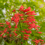 9th Aug 2023 - Red Flowers