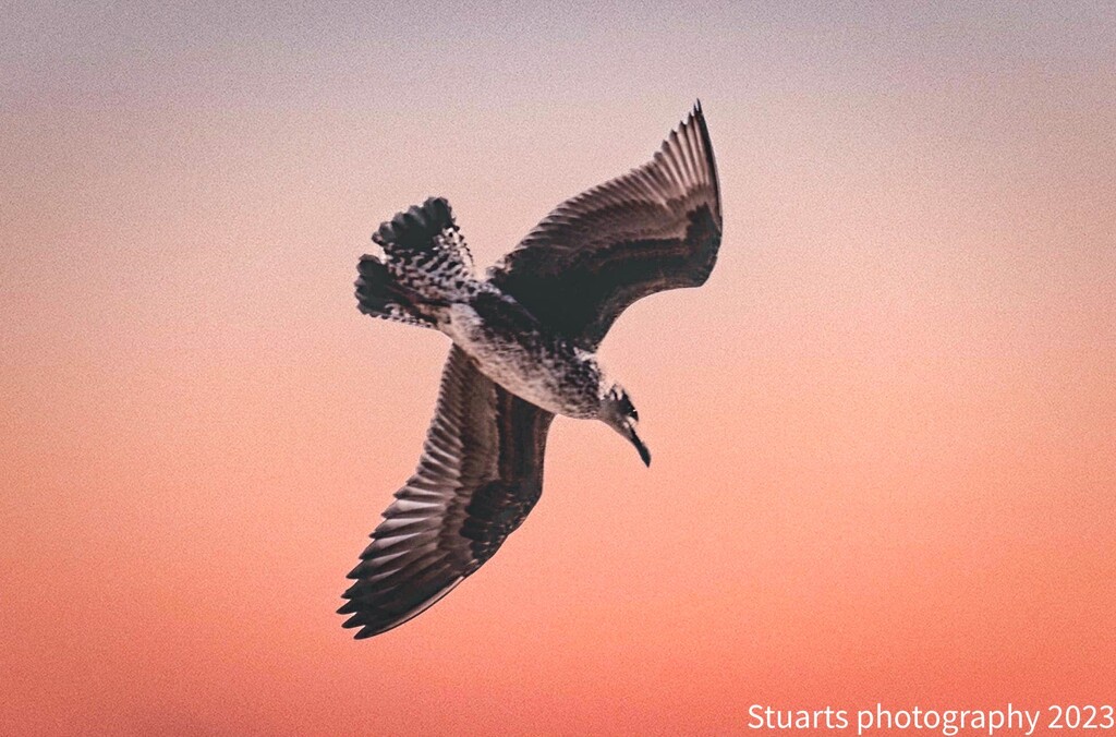 Seagull in flight by stuart46